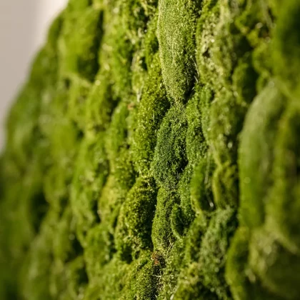 Mooswand im Seminarraum Feine Lichtung